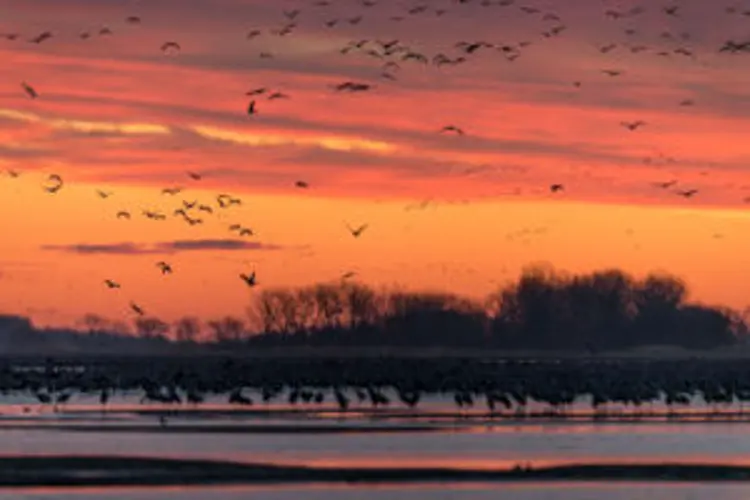 Wake up with sandhill cranes on the Platte