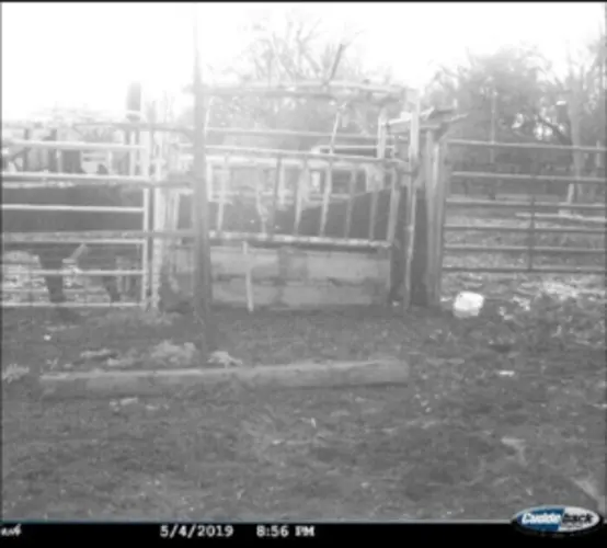 Stanton County Man Suspected of Illegal Sex Act With an Animal
