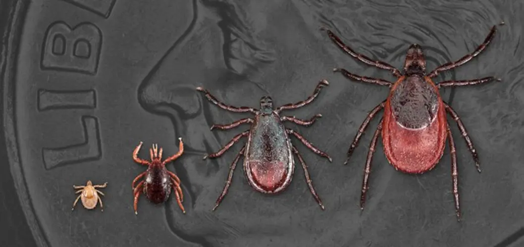 Lyme Disease Concerns Hit Metro