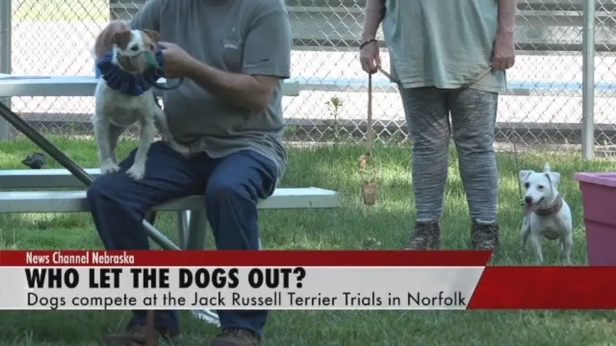Who Let the Dogs Out?