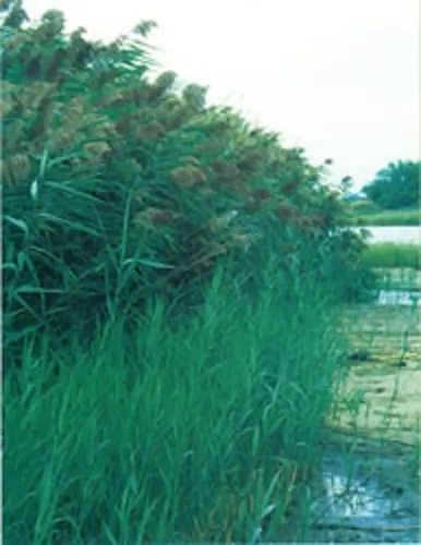 Gage County Receives Weed Control Evaluation