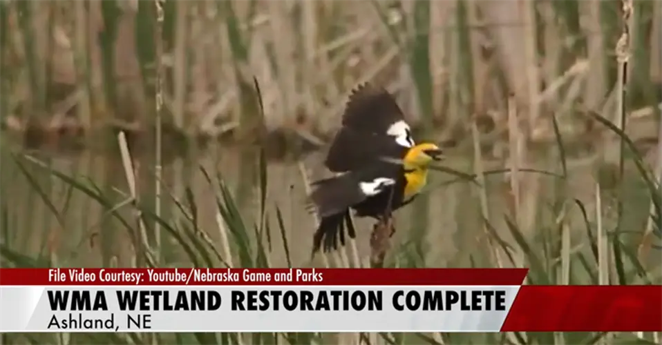 Memphis Lake WMA wetland restoration project completed