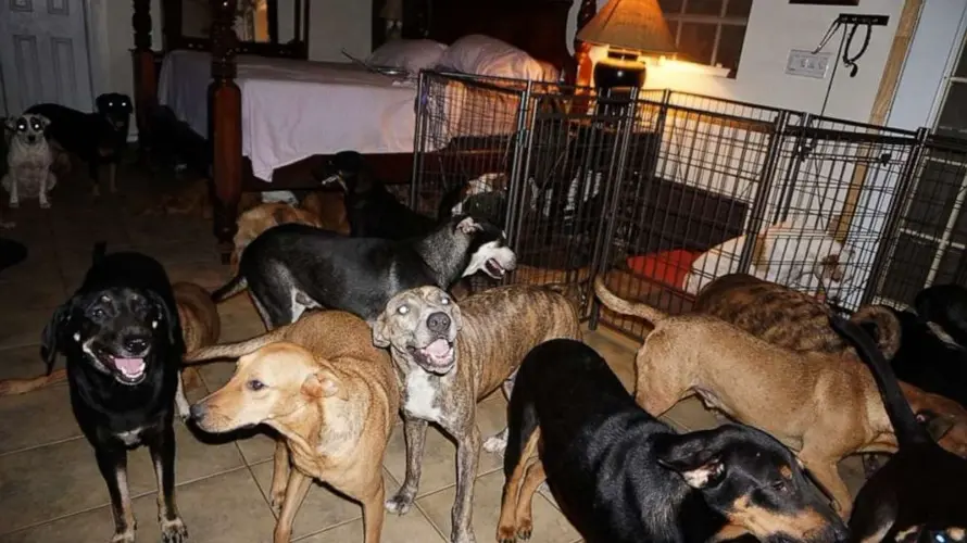 Bahamas woman opens her home to 97 rescue dogs during Hurricane Dorian