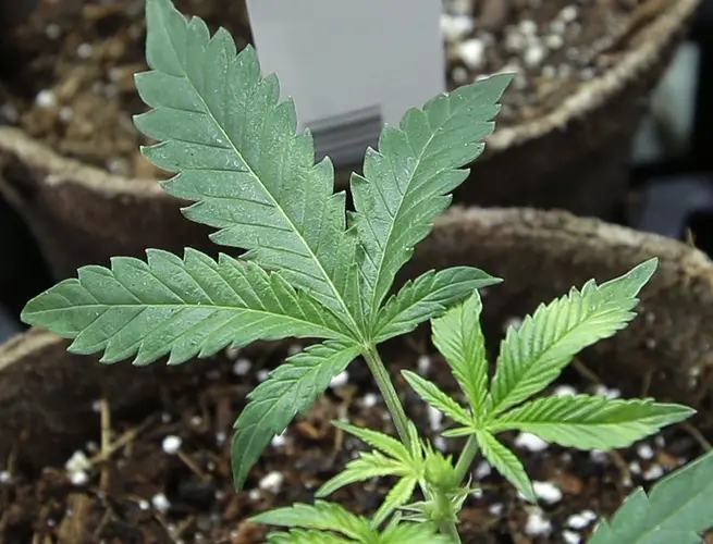 Colorado House tables bill protecting employee marijuana use