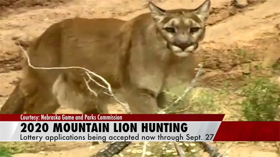 NE Game and Parks accepting lottery applications for 2020 Mountain Lion season