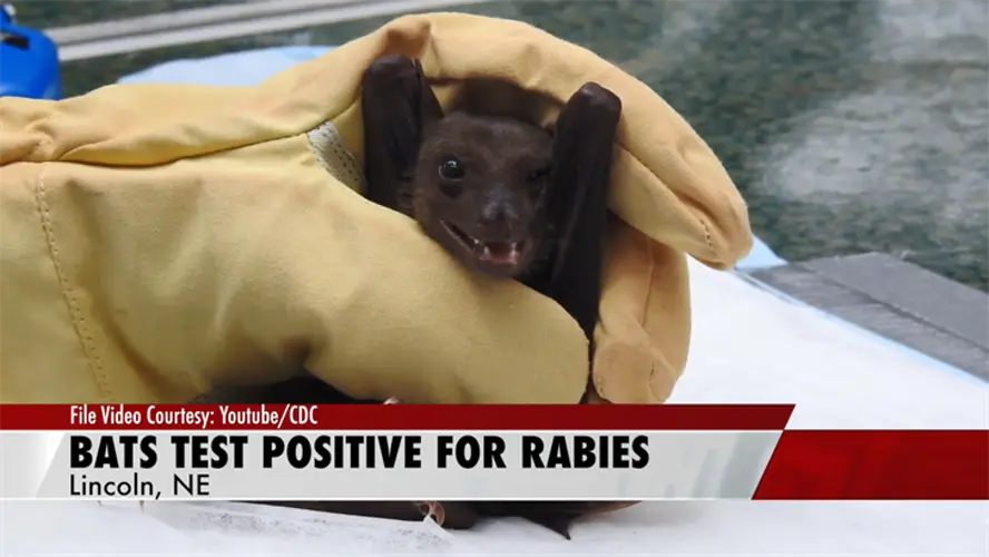 Several bats test positive for rabies in Nebraska