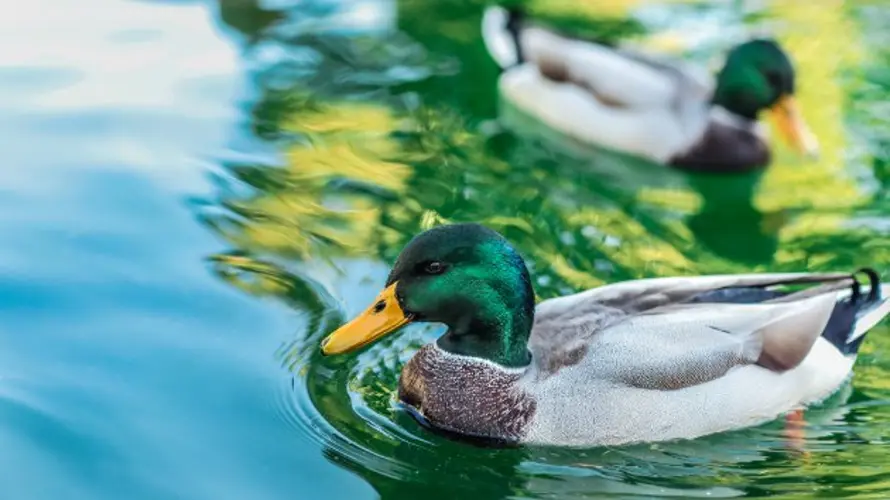 Video of duck being killed with broomstick by football players infuriates community