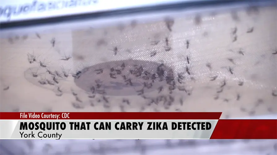 Mosquitoes that can carry Zika Identified in Nebraska