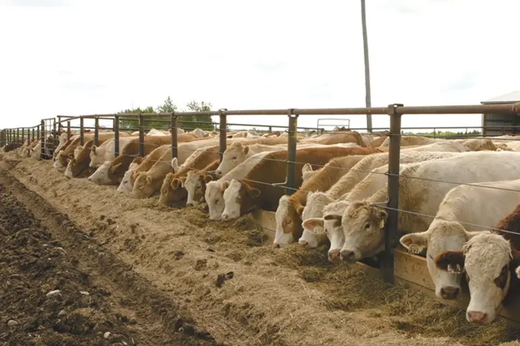 Beef Cattle Market Reform