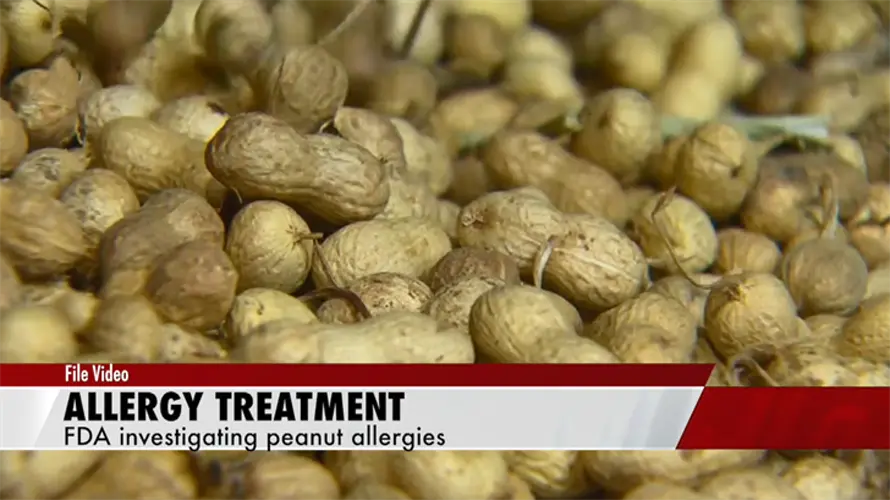 FDA panel to review first peanut allergy treatment