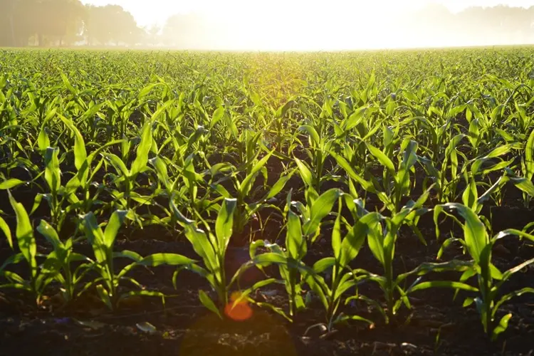 Nebraska farmers making progress on corn, soybean planting