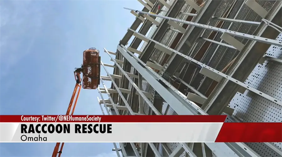 Animal control officer scales UNMC building to rescue raccoon