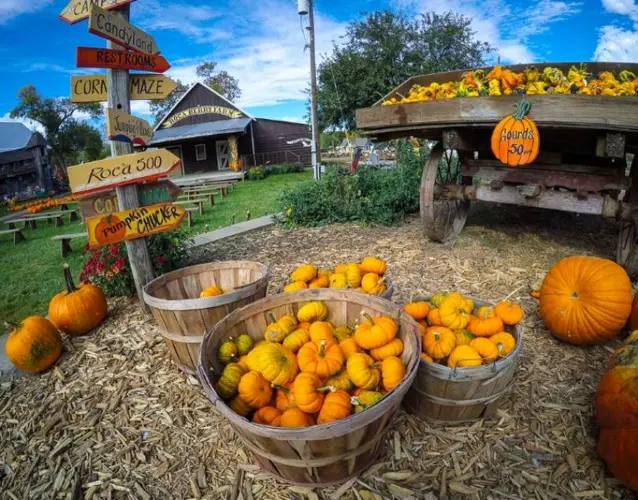 Roca Berry Farm opens the gates to their pumpkin patch