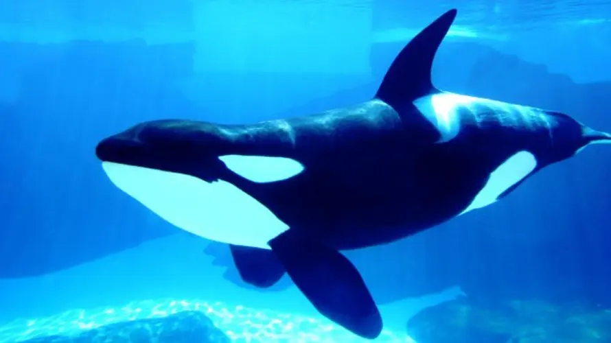 TripAdvisor to ban sales of tickets to dolphin, whale attractions