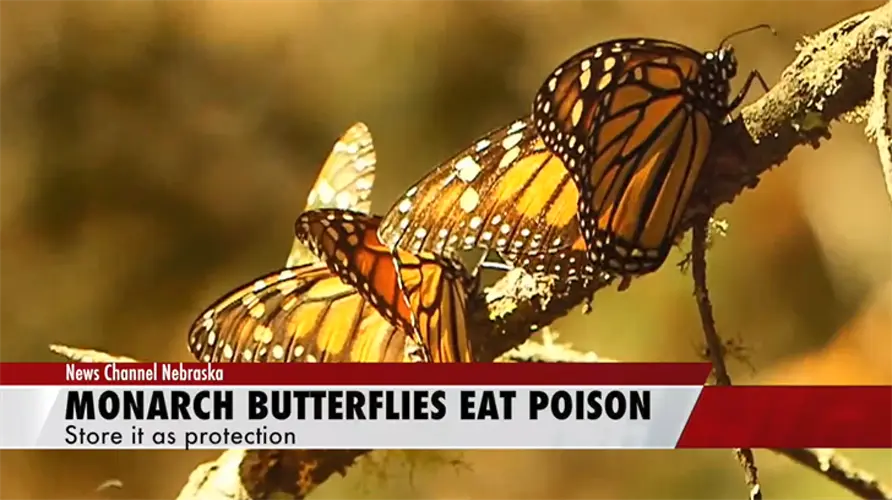 Monarch Butterflies have adapted to eat POISON