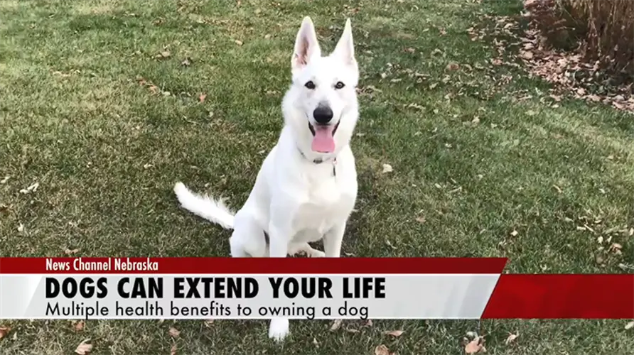 Health Benefits of Owning a dog PACK