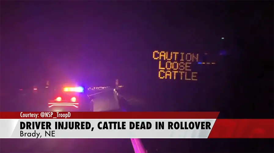 Driver Injured, Several Cattle Dead After Rollover
