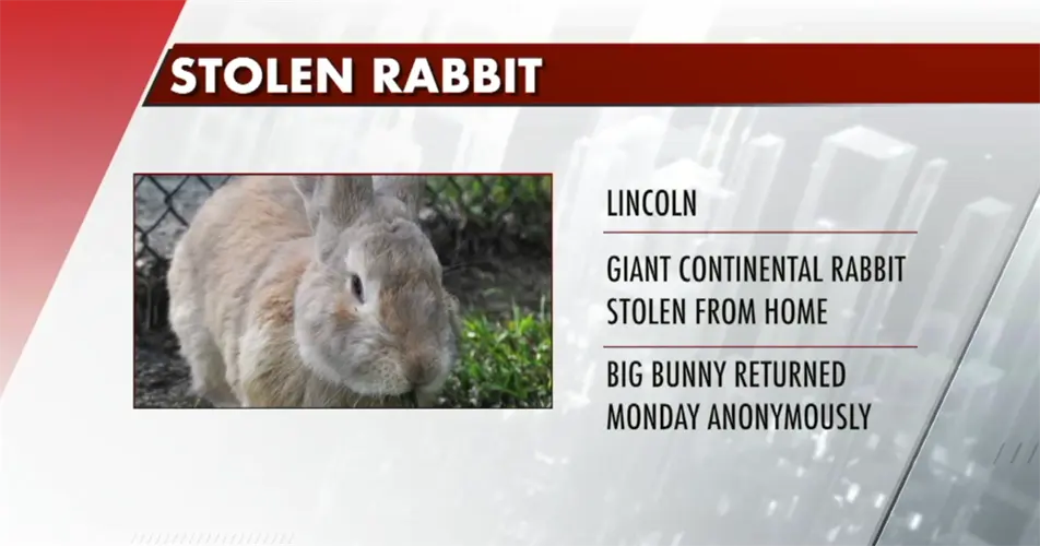 Giant rabbit stolen from Lincoln yard returned later in day