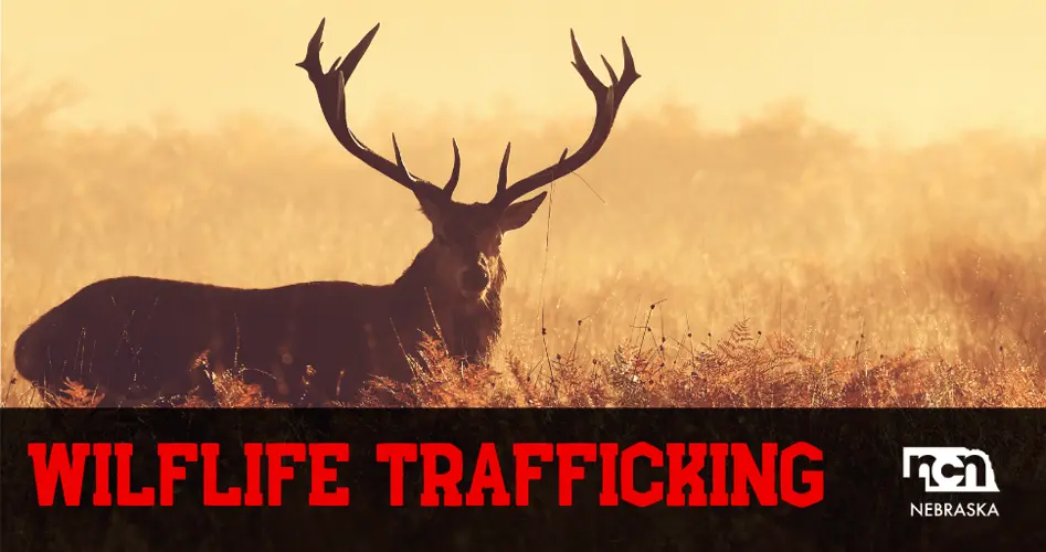 South Dakota man gets probation in wildlife trafficking case