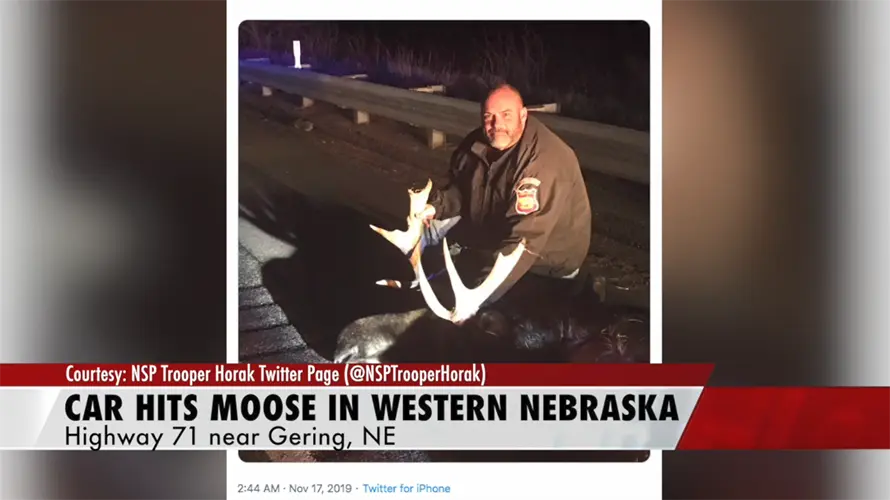 NSP: car hits moose in western Nebraska
