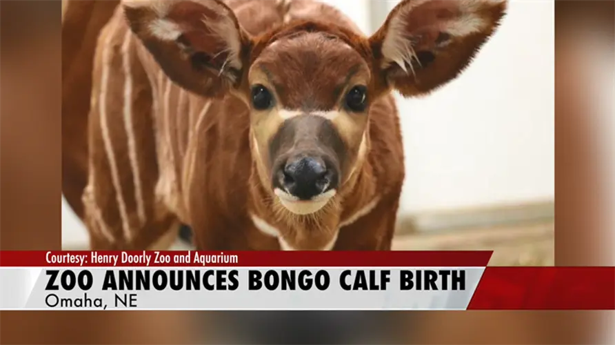Henry Doorly Zoo announces birth of Eastern Mountain Bongo Calf