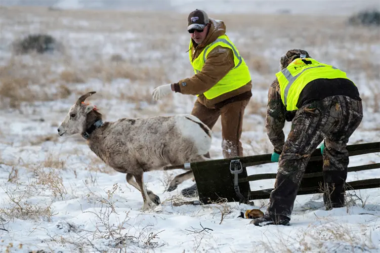 NE Game and Parks tracking Bighorn sheep to monitor and combat disease issues