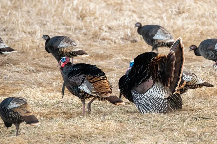 Outdoor notes: Nebraska boasts wild turkey variety