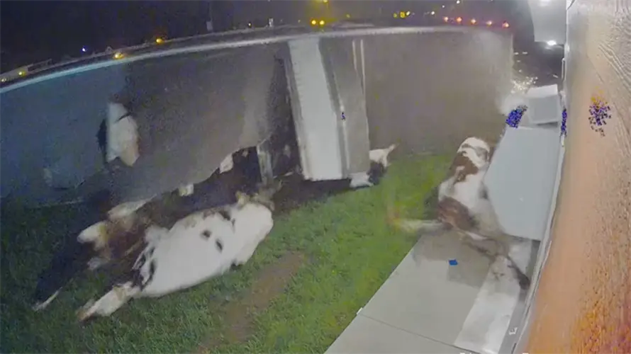 WATCH: Semi overturns, throwing cattle at Neligh liquor store building