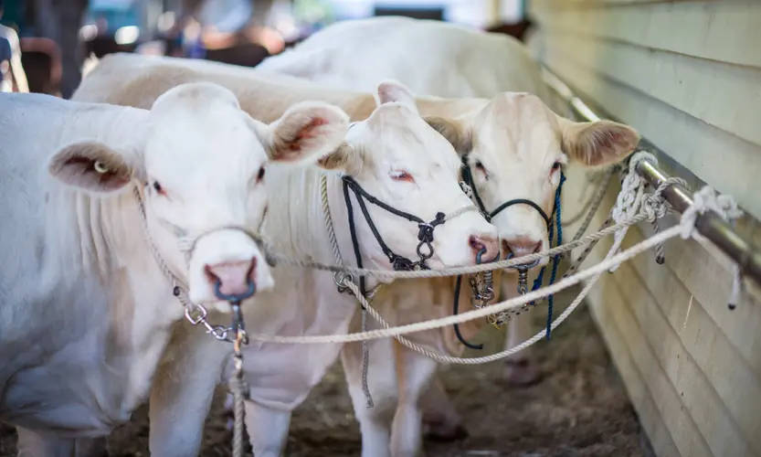 Ag Society Plans to Move Forward with 2020 Custer County Fair