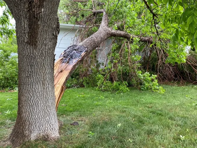 High winds split tree, damage power lines in Sidney area