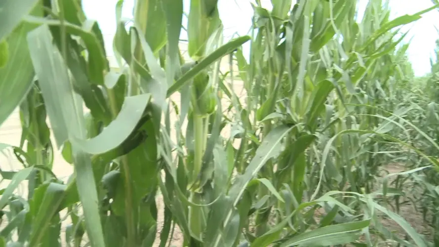 Carbon dioxide pipelines may be opposed in Nebraska, Iowa