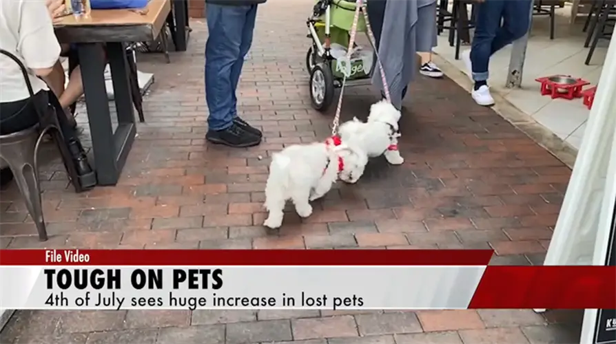 July 4th leads to more lost pets than any other day