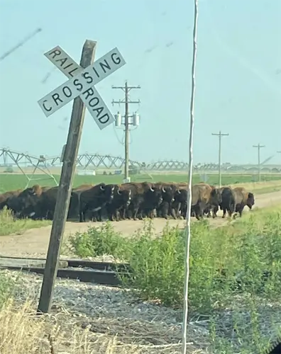 Buffalo Roam In Phelps County