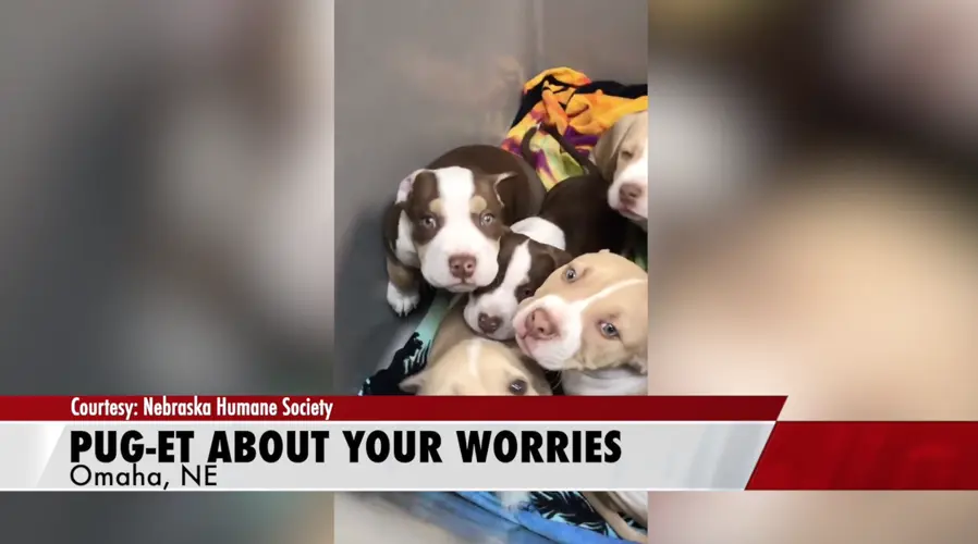 Cart full of pups brings Election Day relief