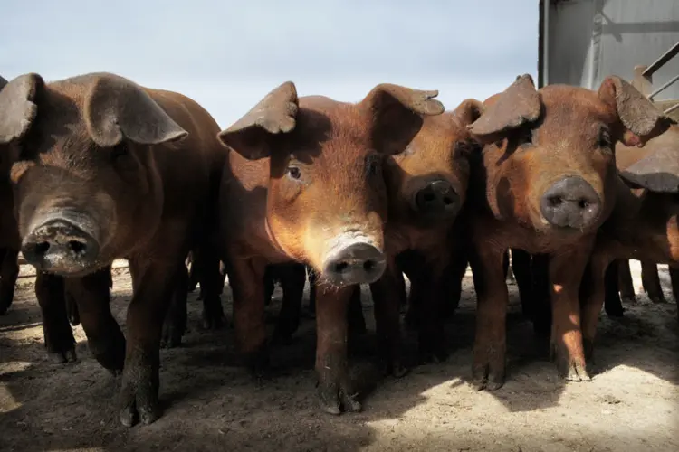 China flying in hogs to replenish herds