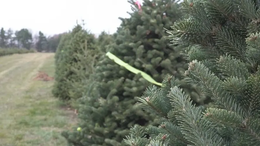Christmas Tree Farms Immune To Covid Cancellations