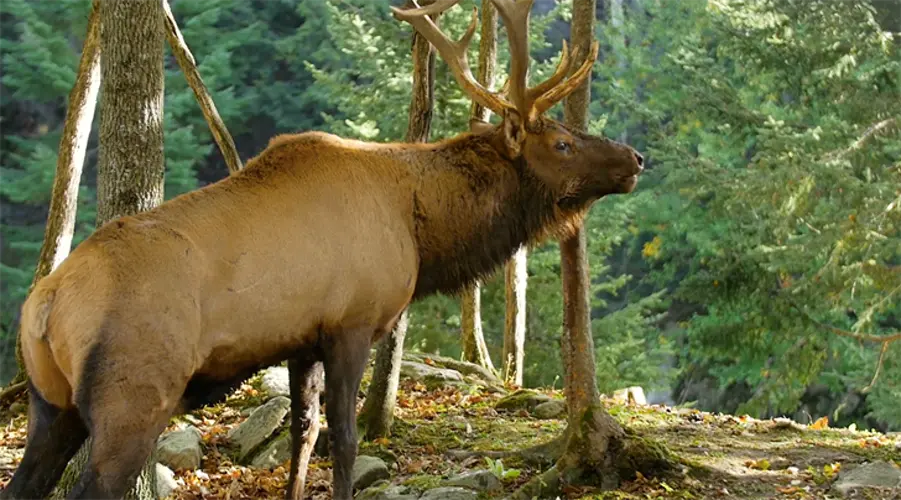 New Big Game Hunting Recommendations Approved