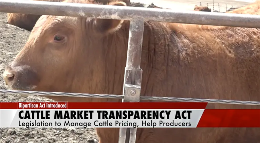 Cattle Market Transparency Act aims to help producers