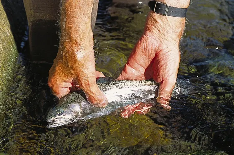 Outdoor notes: Consider selective harvest of fish through catch and release