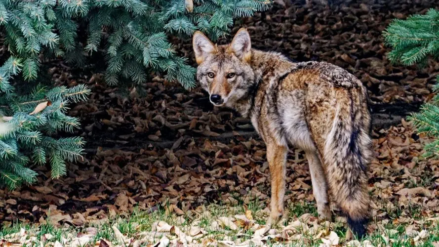 Coyote concerns in Lincoln include 2 pets killed by them