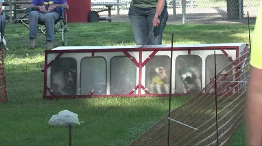 Hundreds of pups race for Terrier title
