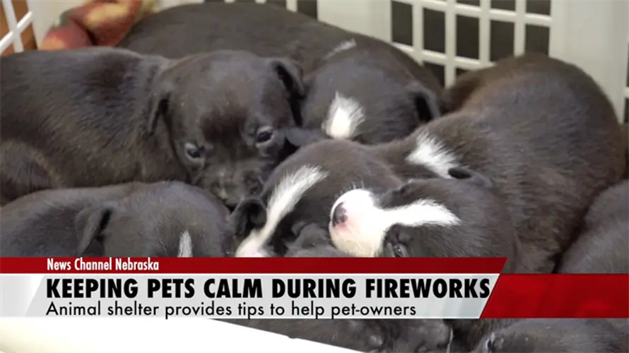 'Thundershirts': Exploring new ways to keep pets calm during fireworks