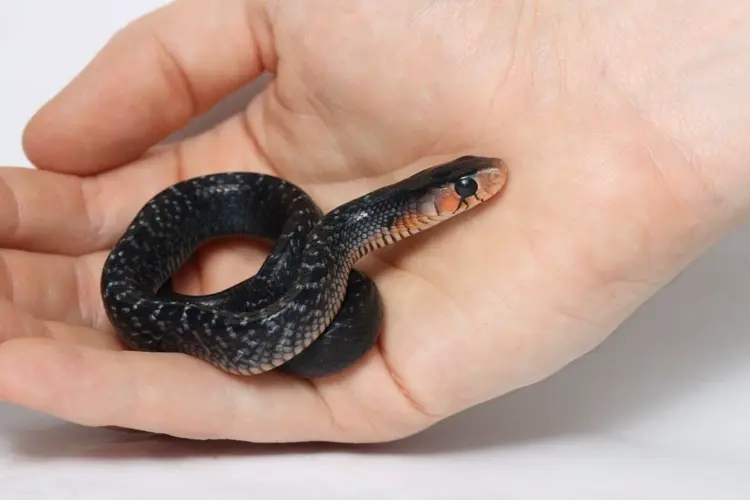 Endangered snakes born at Omaha zoo