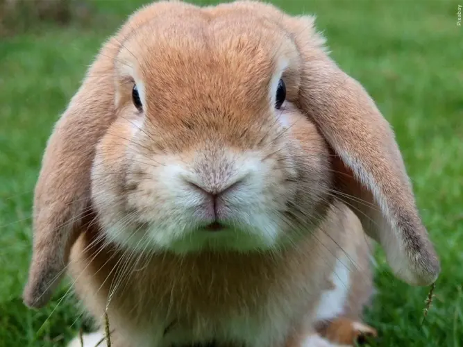 8 rabbits rescued, 25 found dead in Omaha home