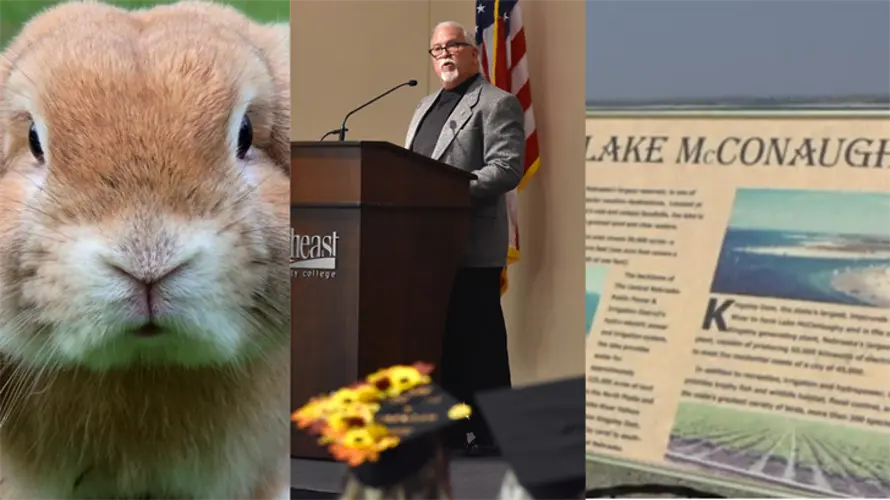 Rabbits rescued, NECC mask policy, minor party busted and more: All of the biggest weekend stories