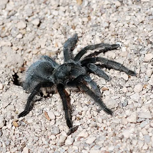Landlord finds 19 tarantulas, 1 python left behind by tenant
