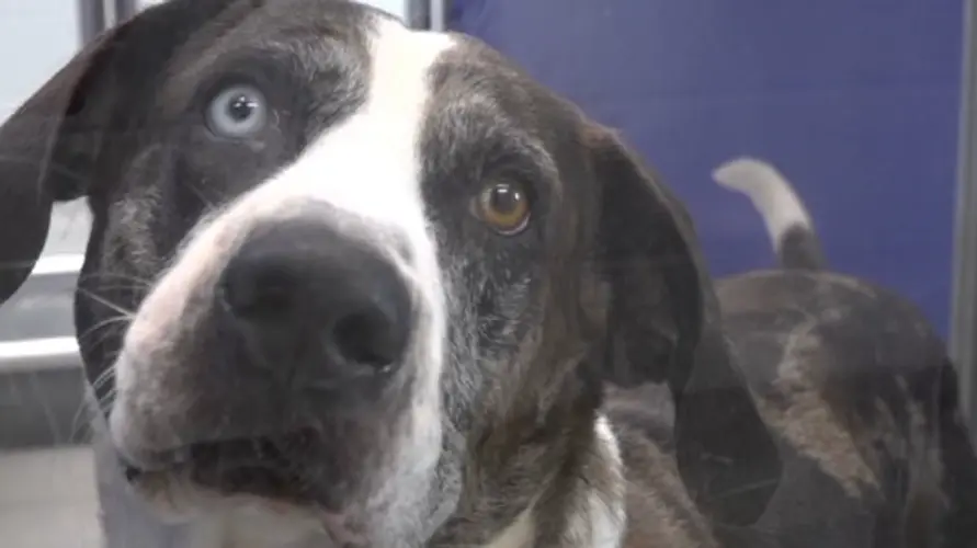 No kill shelter near capacity in dogs, cats due to natural disasters