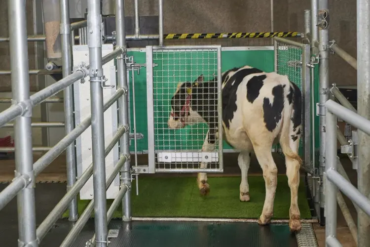 No bull: Scientists potty train cows to use ‘MooLoo’