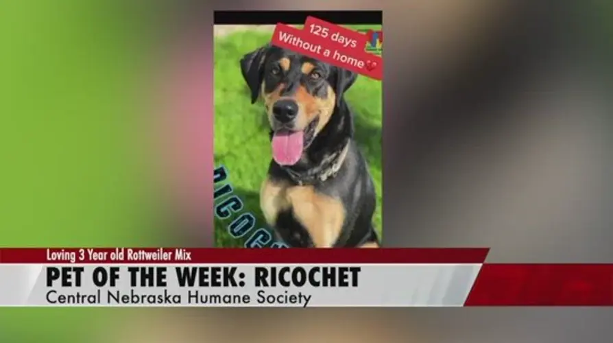 Pet of the week: Ricochet