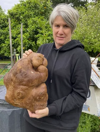 Doug the ugly New Zealand potato could be world’s biggest